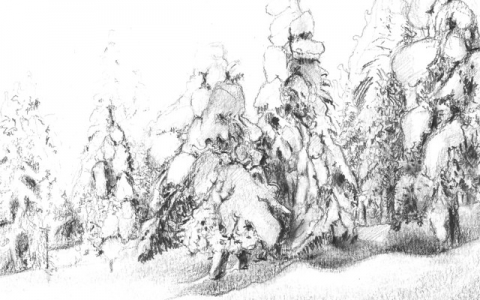 Snowy forest III 2013